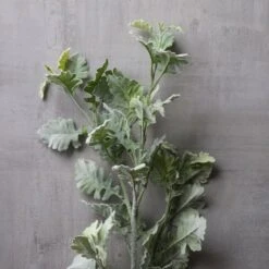 Frosted Dusty Miller Spray Stem By Ashland® -Michaels Shop 10626451 22
