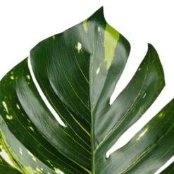 Monstera Leaf Stem By Ashland® -Michaels Shop 10626467 20