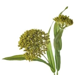 Green Queen Anne's Lace Stem By Ashland® -Michaels Shop 10626560 20
