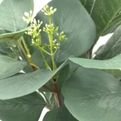 Silver Dollar & Lamb's Ear Bush By Ashland® -Michaels Shop 10626983 3