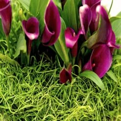 SuperMoss® Preserved Spanish Moss, Grass Green -Michaels Shop 10627575 11