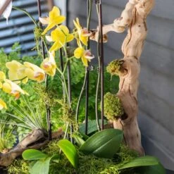 SuperMoss® Preserved Moss -Michaels Shop 10627578 11