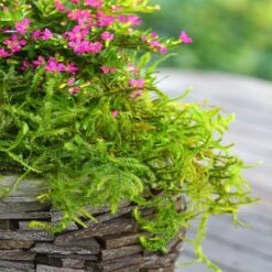 SuperMoss® Preserved Moss -Michaels Shop 10627578 12