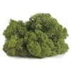 SuperMoss® Basil Reindeer Moss