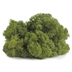 SuperMoss® Basil Reindeer Moss