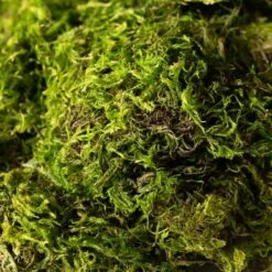 SuperMoss® Preserved Green Moss -Michaels Shop 10633641 21