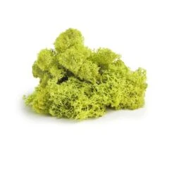 SuperMoss® Chartreuse Preserved Reindeer Moss, 2oz. -Michaels Shop 10633644 2