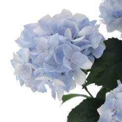 Light Blue Hydrangea Bush By Ashland® -Michaels Shop 10677452 3