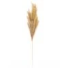 Wispy Pampas Grass Stem By Ashland® -Michaels Shop 10679178 1