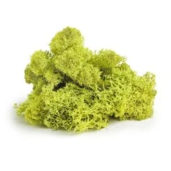 SuperMoss® Preserved Reindeer Moss, 8oz. -Michaels Shop 10701986 2