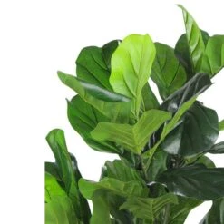 Northlight 4 Ft. Two-Tone Potted Wide Fiddle Leaf Floor Plant -Michaels Shop D236736S 2