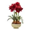 26" Red Amaryllis Arrangement In Ceramic Planter -Michaels Shop D251606S 11