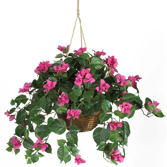 24" Pink Bougainvillea Hanging Basket 4 24" Pink Bougainvillea Hanging Basket - Image 2