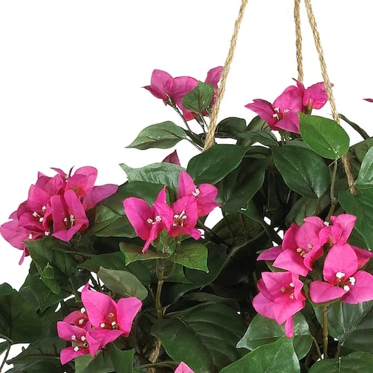 24" Pink Bougainvillea Hanging Basket 5 24" Pink Bougainvillea Hanging Basket - Image 3