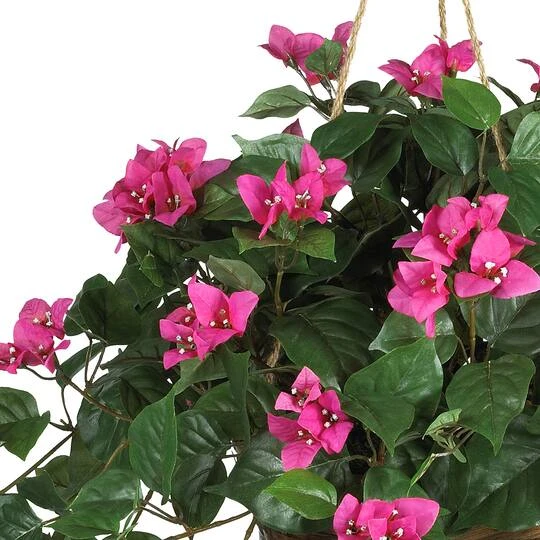 24" Pink Bougainvillea Hanging Basket 8 24" Pink Bougainvillea Hanging Basket - Image 6