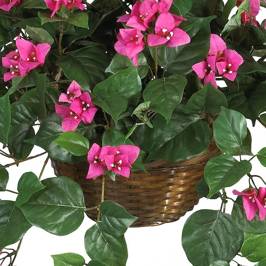 24" Pink Bougainvillea Hanging Basket 9 24" Pink Bougainvillea Hanging Basket - Image 7