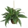 18" Boston Fern Hanging Basket -Michaels Shop D251628S 11