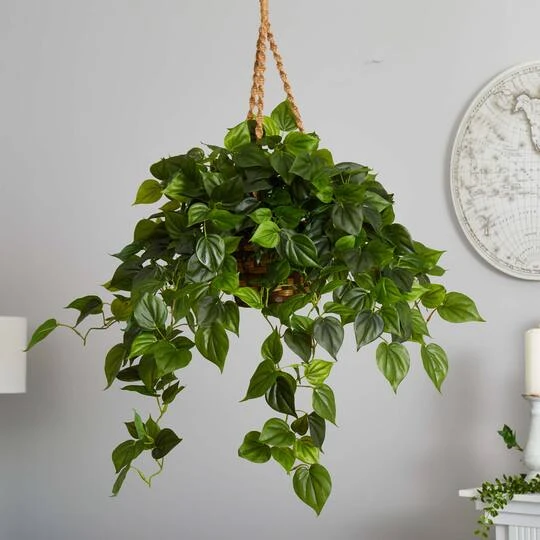 3ft. Philo Plant Hanging Basket 8 3ft. Philo Plant Hanging Basket - Image 6