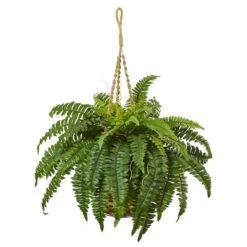 33" Boston Fern In Hanging Basket