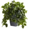 2.5ft. Hanging Pothos With Slate Planter -Michaels Shop D251663S 11