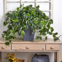 2.5ft. Hanging Pothos With Slate Planter -Michaels Shop D251663S 15