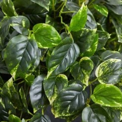 2.5ft. Hanging Pothos With Slate Planter -Michaels Shop D251663S 16