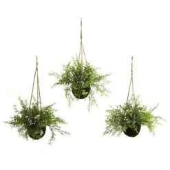 9'' Mini Ruscus, Sedum & Asparagus Fern Hanging Basket, 3ct.