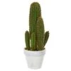 1.5ft. Cactus Succulent In White Planter -Michaels Shop D251689S 1
