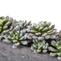 13.5" Succulent Garden With Textured Concrete Planter 14 13.5" Succulent Garden With Textured Concrete Planter -Michaels Shop D251695S 14