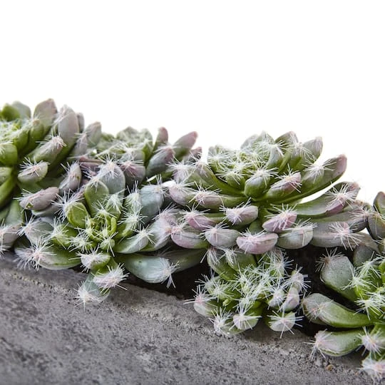 13.5" Succulent Garden With Textured Concrete Planter 7 13.5" Succulent Garden With Textured Concrete Planter - Image 5