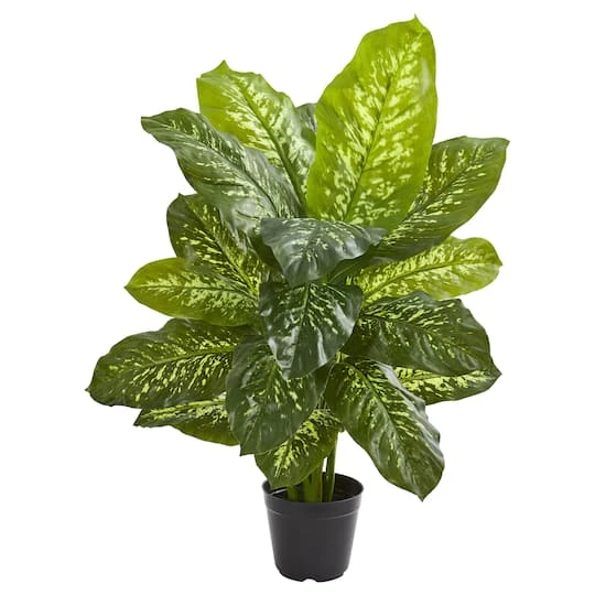 3ft. Potted Dieffenbachia Plant 4 3ft. Potted Dieffenbachia Plant - Image 2