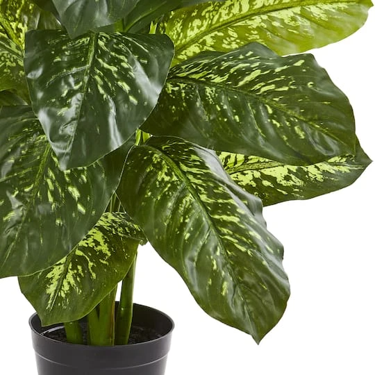 3ft. Potted Dieffenbachia Plant 6 3ft. Potted Dieffenbachia Plant - Image 4