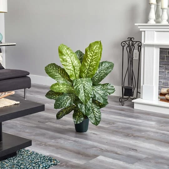 3ft. Potted Dieffenbachia Plant 7 3ft. Potted Dieffenbachia Plant - Image 5