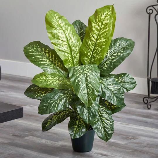 3ft. Potted Dieffenbachia Plant 8 3ft. Potted Dieffenbachia Plant - Image 6