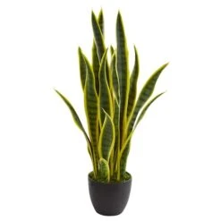 26in. Potted Sansevieria Plant -Michaels Shop D251730S 11 1