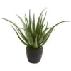 2ft. Potted Aloe Plant -Michaels Shop D251732S 11
