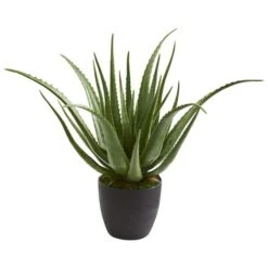 2ft. Potted Aloe Plant