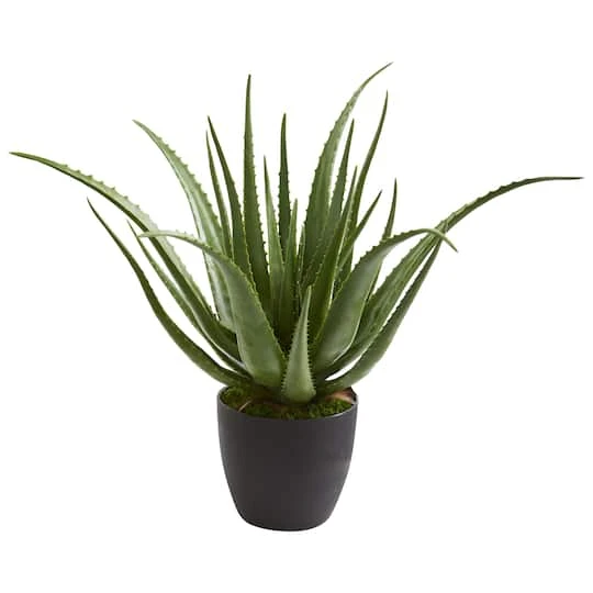 2ft. Potted Aloe Plant 3 2ft. Potted Aloe Plant