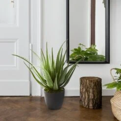 2ft. Potted Aloe Plant 11 2ft. Potted Aloe Plant -Michaels Shop D251732S 13