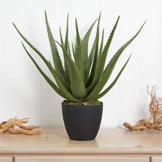 2ft. Potted Aloe Plant 7 2ft. Potted Aloe Plant - Image 5