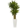 5ft. Cornstalk Dracaena Plant In White Tower Planter
