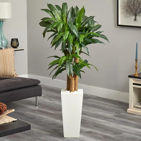 5ft. Cornstalk Dracaena Plant In White Tower Planter 5 5ft. Cornstalk Dracaena Plant In White Tower Planter - Image 3
