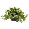 15" Potted Pothos Plant