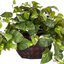 15" Potted Pothos Plant -Michaels Shop D251765S 13