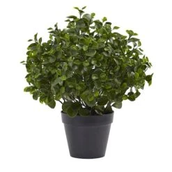 2ft. Potted Peperomia Plant -Michaels Shop D251783S 11 1