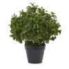 2ft. Potted Peperomia Plant 1 2ft. Potted Peperomia Plant -Michaels Shop D251783S 11