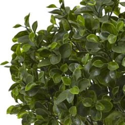 2ft. Potted Peperomia Plant -Michaels Shop D251783S 12