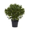 2.5ft. Potted Peperomia Plant 2 2.5ft. Potted Peperomia Plant -Michaels Shop D251786S 11