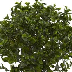 2.5ft. Potted Peperomia Plant -Michaels Shop D251786S 13