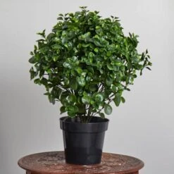 2.5ft. Potted Peperomia Plant -Michaels Shop D251786S 14